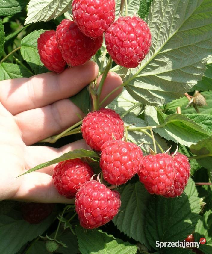 sadzonki maliny letniej glen laszka oktawia lubelskie Janów Lubelski