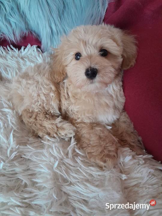 Maltipoo piesek mama maltańczyk tata pudel toy