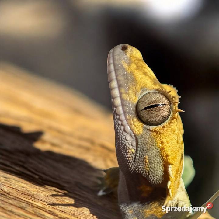 Młode gekony orzęsione Jastrzębie-Zdrój sprzedam