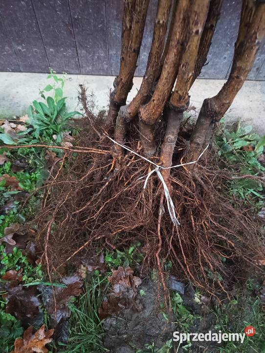 Sprzedam zdrowe silne sadzonki drzewek owocowych Szczecinek