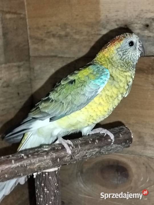 Świergotki kujawsko-pomorskie