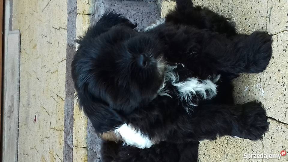 śliczne małe pieski mazowieckie sprzedam