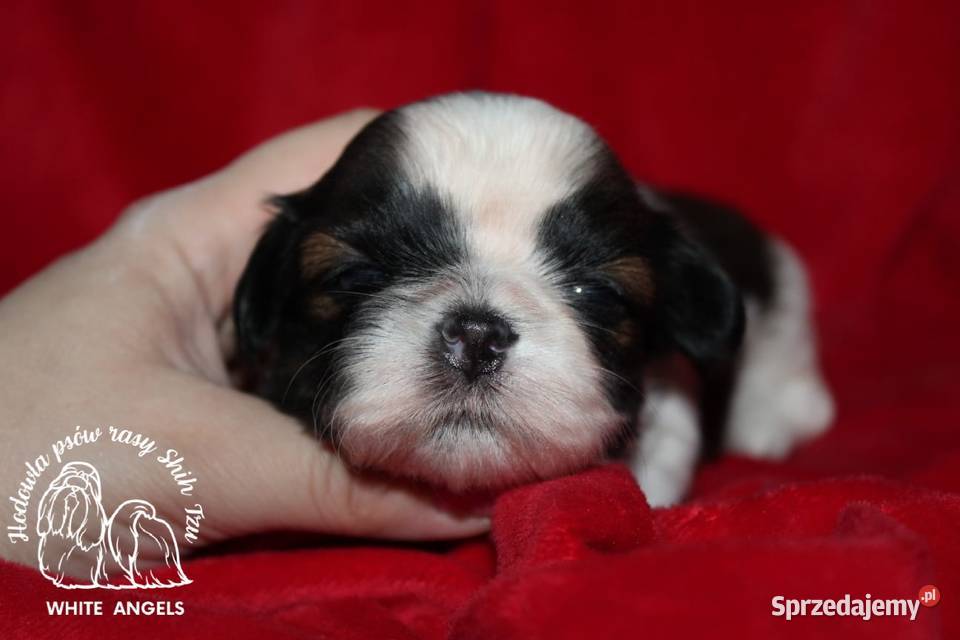 Shih tzu szczeniaczki wielkopolskie Poznań