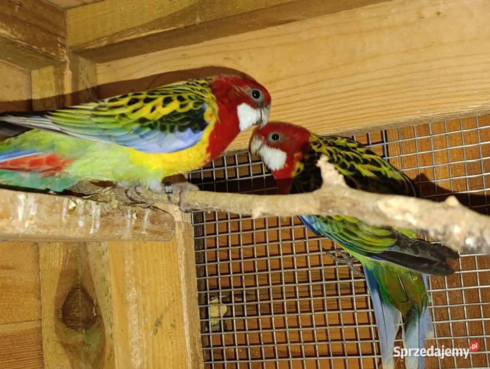 Papugi Rozelle Częstochowa