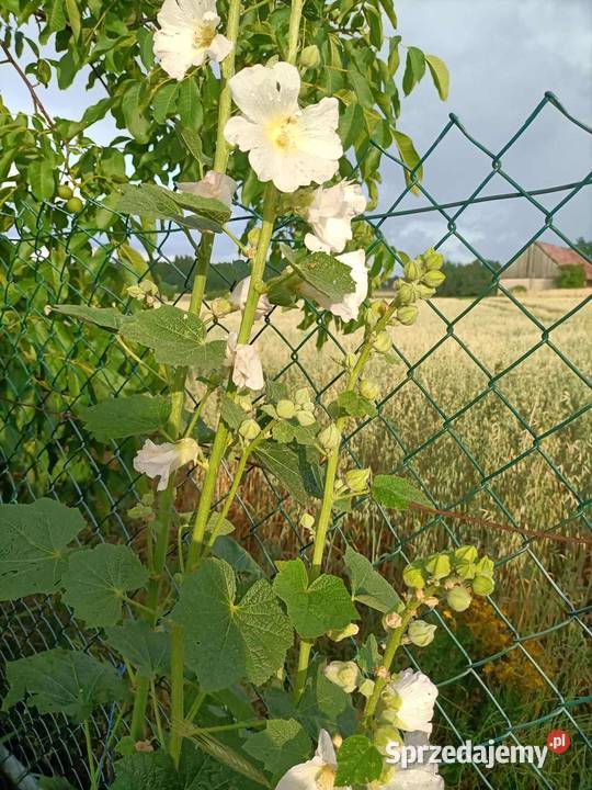 Malwa mix kolorów Jatwieź Mała