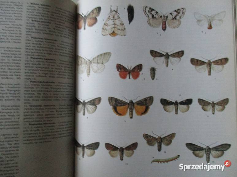 Bezkrwawe łowy Puchalski Świat zwierząt przyroda Książki naukowe i popularnonaukowe łódzkie Łódź