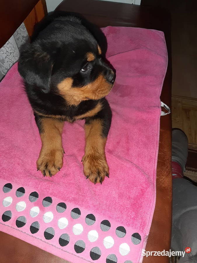 Rottwailer szczeniak starej Lini Radomin