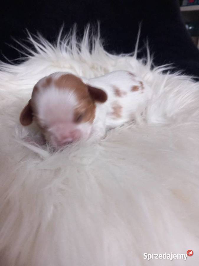 Cavalier King Charles Spaniel Strzelce Opolskie