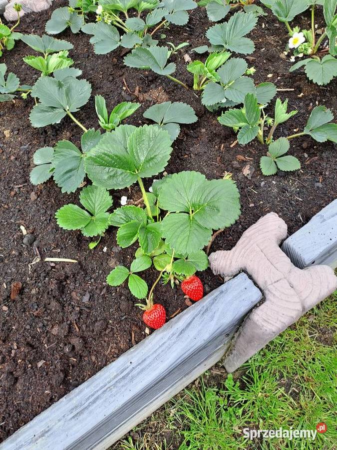 Warzywnik 4 komory SZARY podkarpackie Ulanów