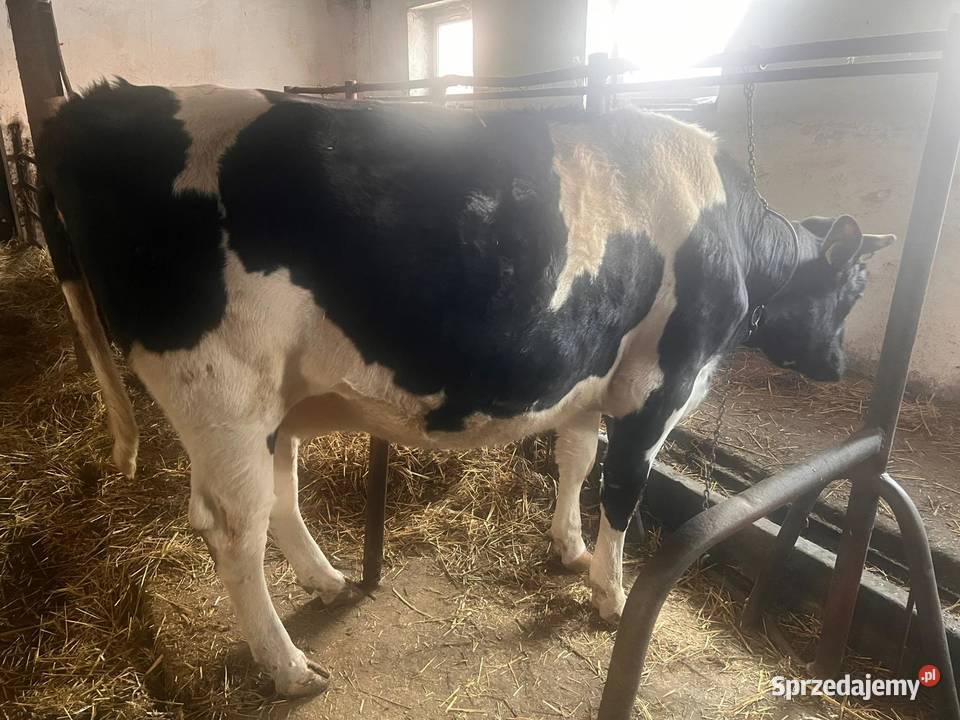 Jałówka cielna Jasień sprzedam