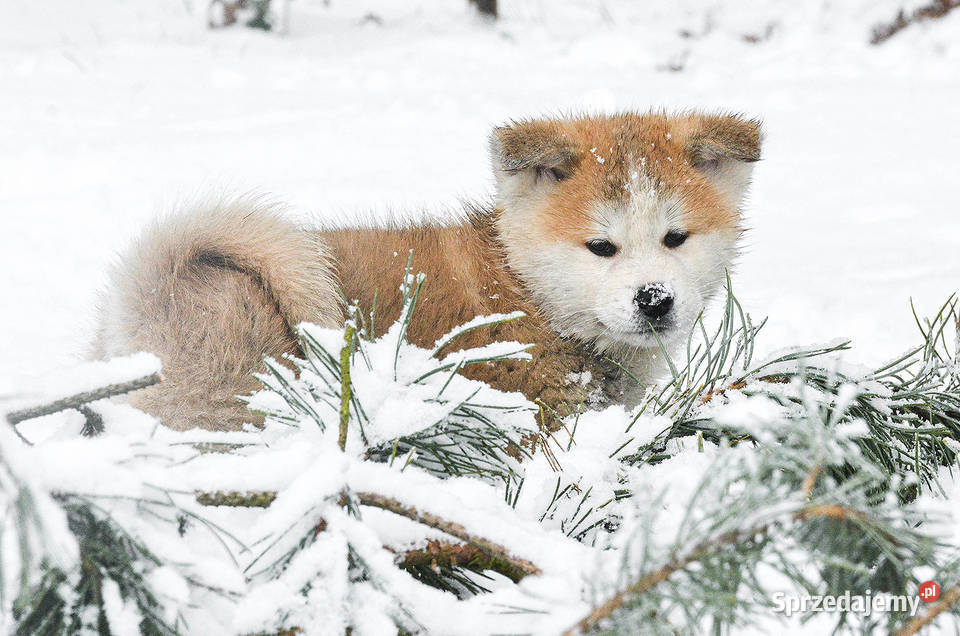 Akita inuakita japońska czerwone szczenięta Wołów sprzedam