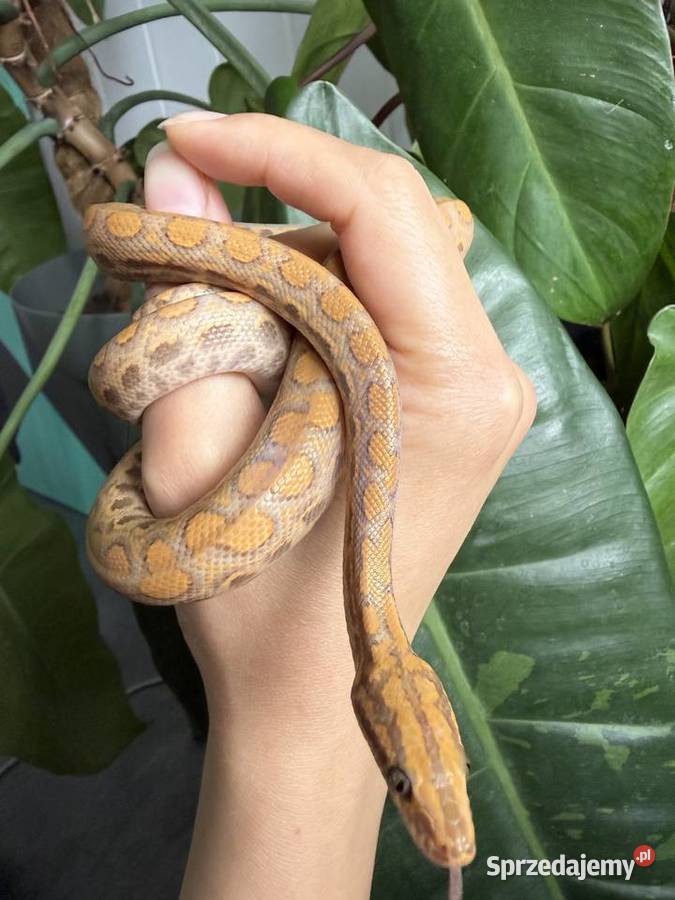 Boa Tęczowy kolumbijski T albino wąż Gady i płazy Warszawa