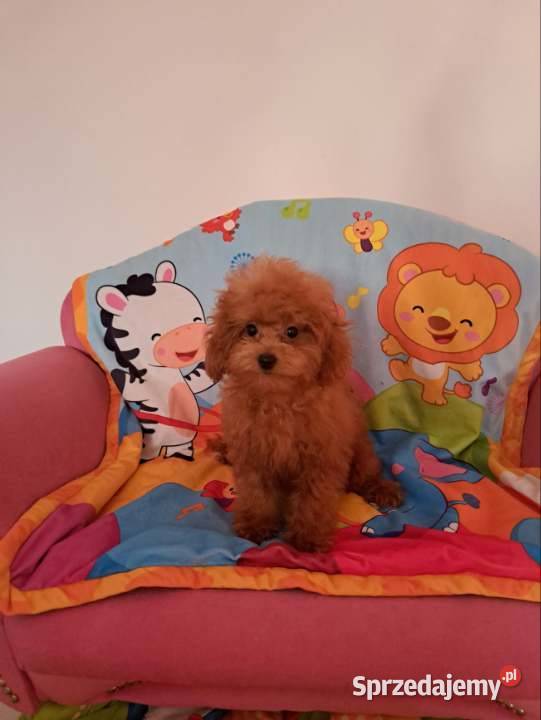 szczenięta pudel toy red płowy z rodowodem FCI pomorskie Gdańsk