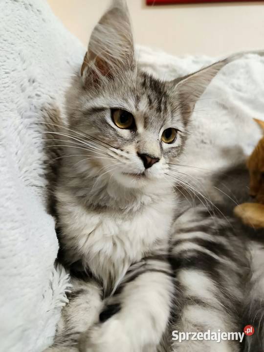 Kotka Maine Coon z rodowodem FPL Opal Wonder Maine Coon Czempiń