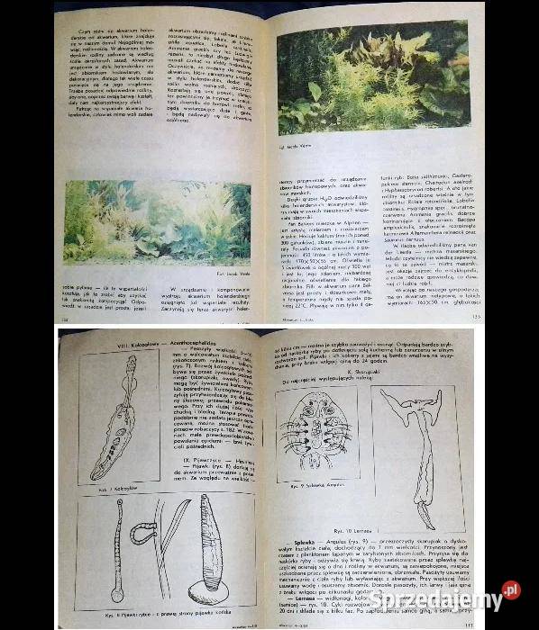 Akwarium Numery 451984 121985 miękka Chełm