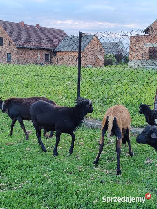 Tryk kameruński dorodny kamerun z rogami Adamowice