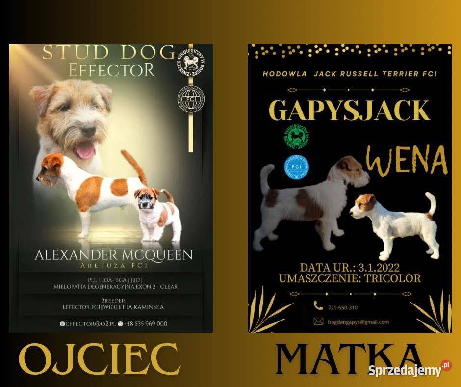 Jack Russell Terrier FCIZKwP Jack Russell Terrier Brudzewice