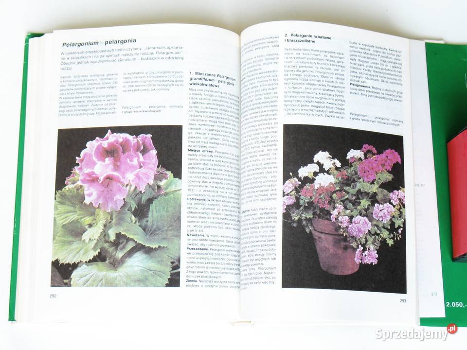 Mieszkamy wśród kwiatów Margot Schubert Rob Kraków