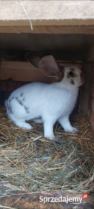 Sprzedam królika samca Skarszewy