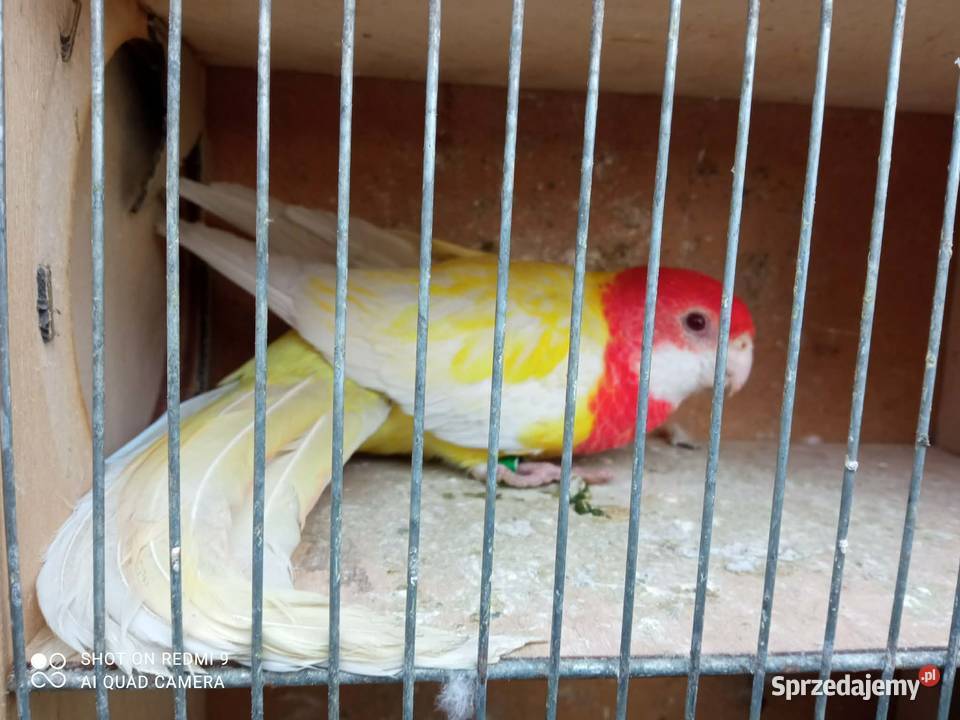 Rozella białolica samica Skała sprzedam