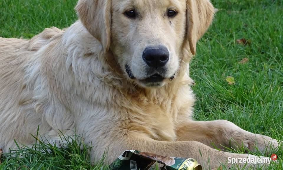 Golden retriever 6 miesięczne