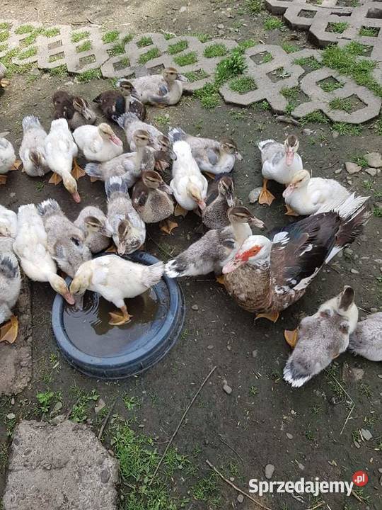 kaczki 4 tygodniowe Pozostałe Gromnik sprzedam