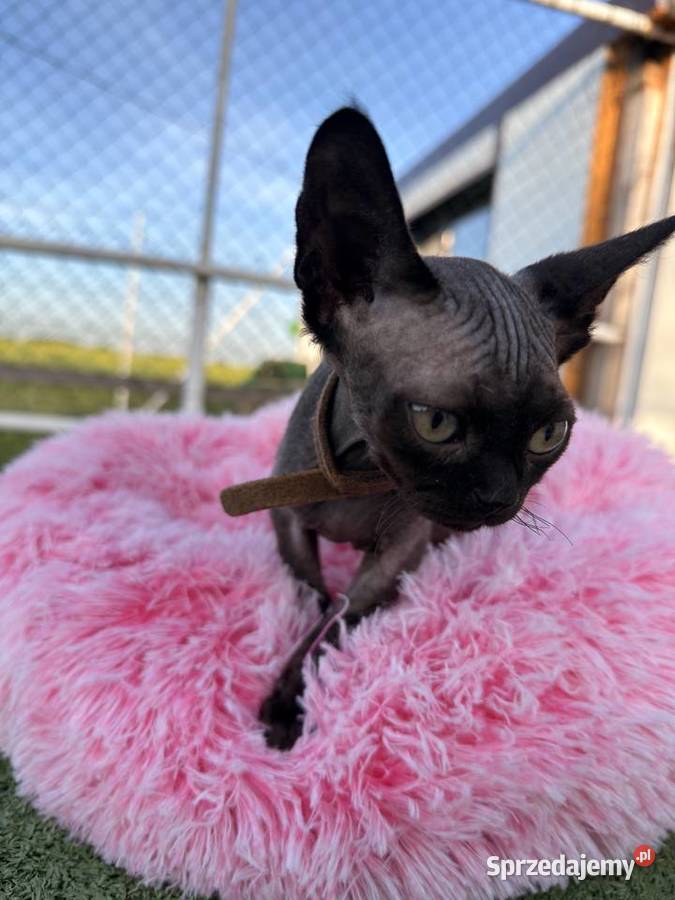Devon Rex FPL kotka Poznań