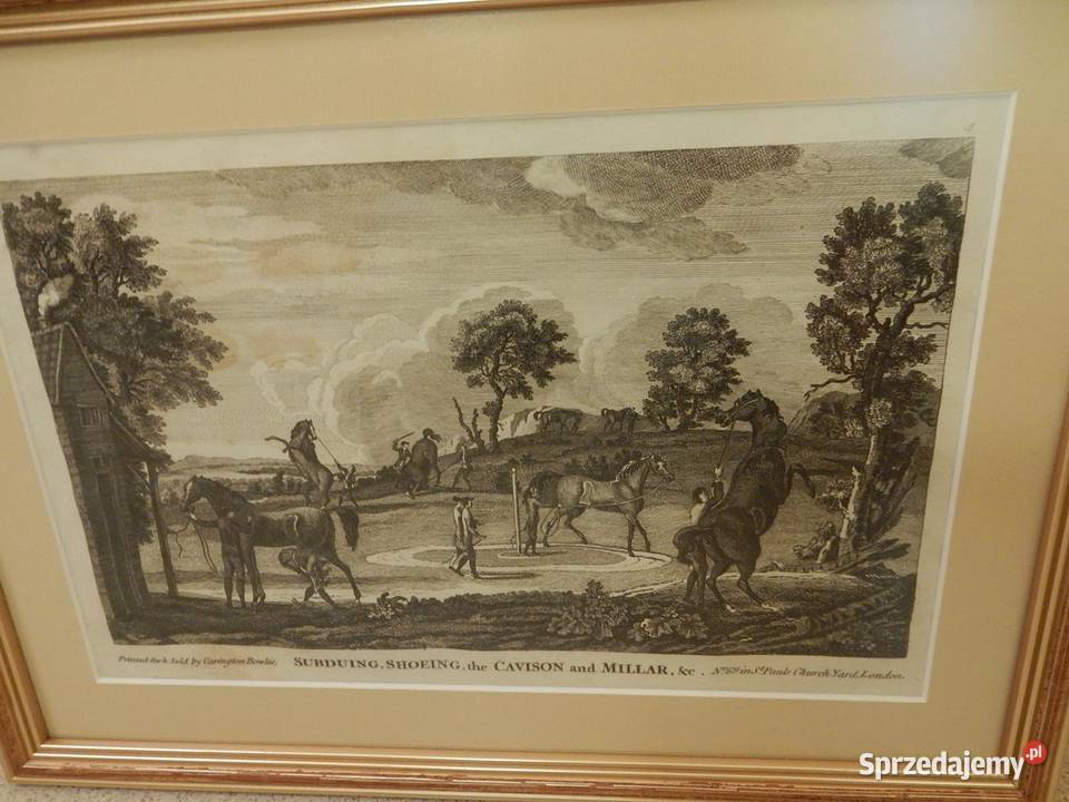 Dziesięć rycin przedstawiających konie do wielkopolskie Piła sprzedam