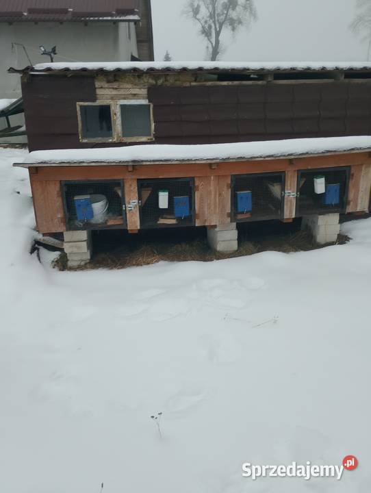 Klatka królika pomorskie Frank sprzedam