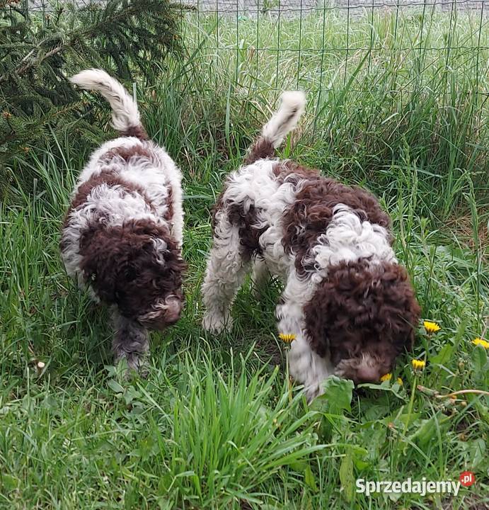 Lagotto Romagnolo śląskie sprzedam