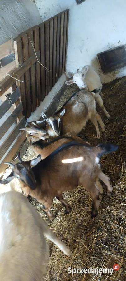 Kozy roczna zakocona Dębica