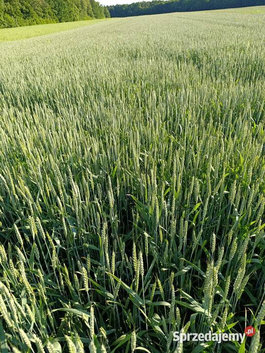 Sprzedam pszenicę ozimą Patras Bełżyce sprzedam