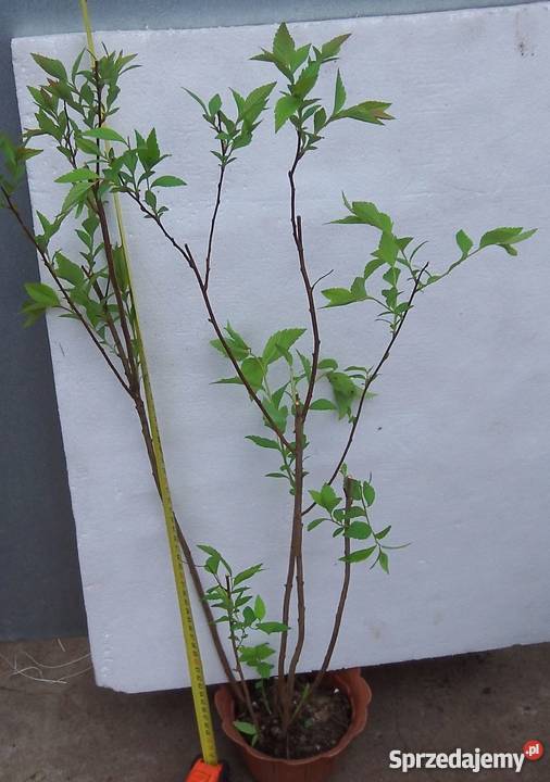 tawuła frabela kujawsko-pomorskie Bydgoszcz sprzedam