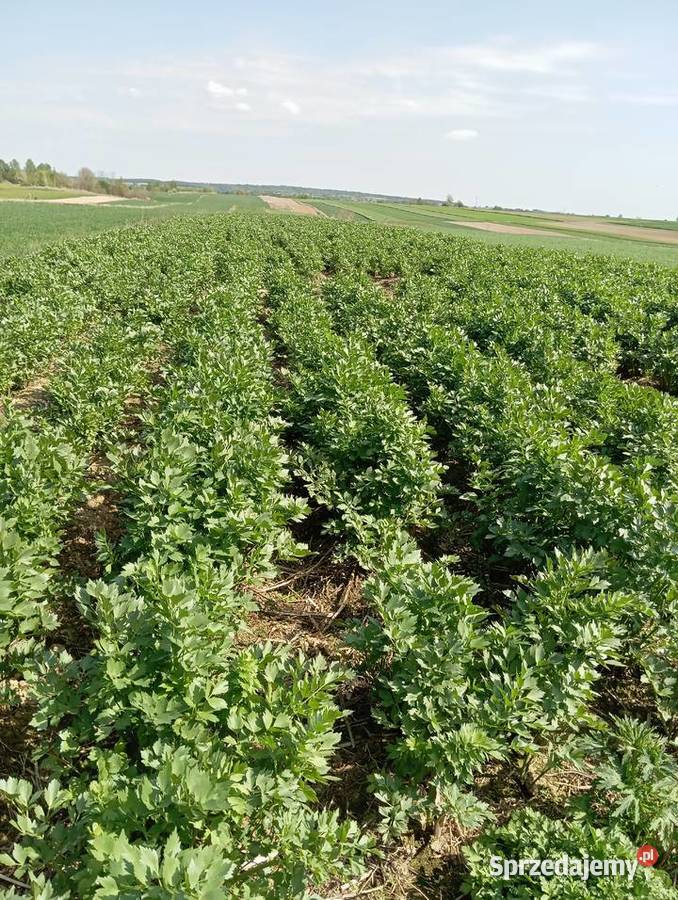 nasiona lubczyk 2025 lubelskie Krasnystaw