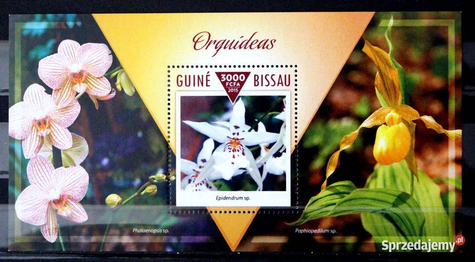 Gwinea Bissau storczyk wielkopolskie Oborniki
