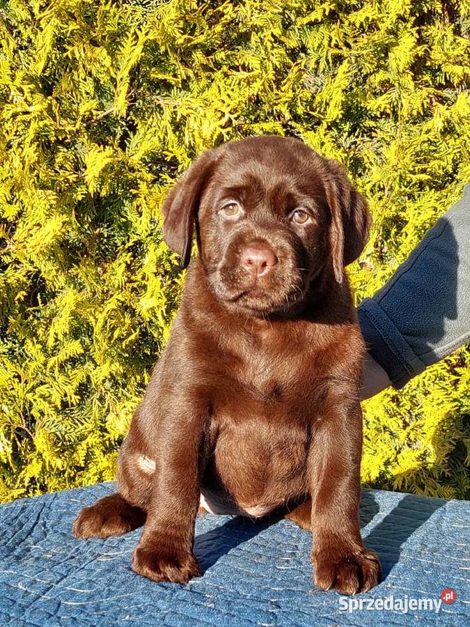 Labrador Retriever ZKwPFCI czekoladowa sunia Psy dolnośląskie Szczawin