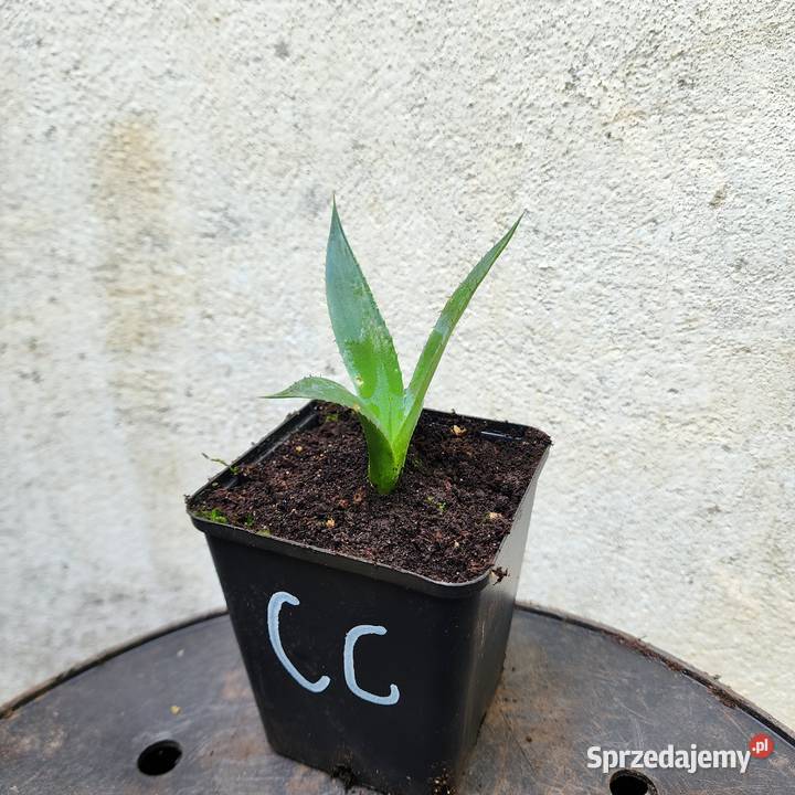 Agawa Agave chrysantha Giant sadzonka 1020 z