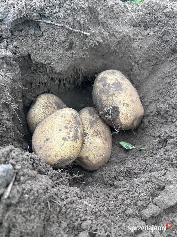 Ziemniaki GalaVineta zachodniopomorskie Nowogard