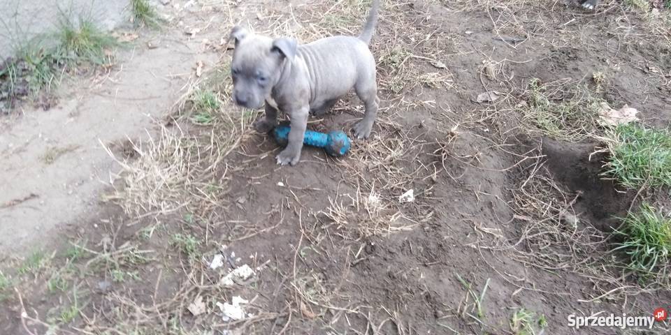 Obroża Pitbull Blue szczenięta Rypin