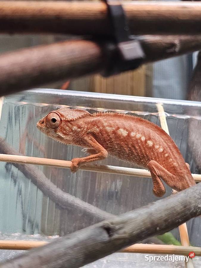 Samiczki kameleona lamparciego Ambilobe