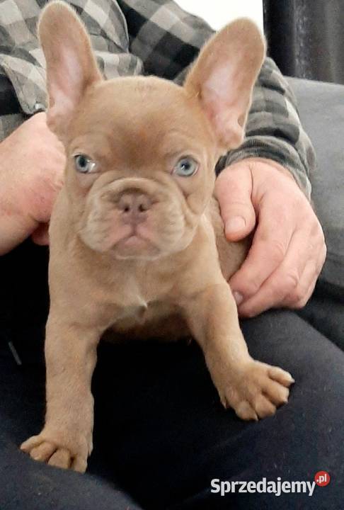 Buldog francuski piesek isabella Buldog Pabianice