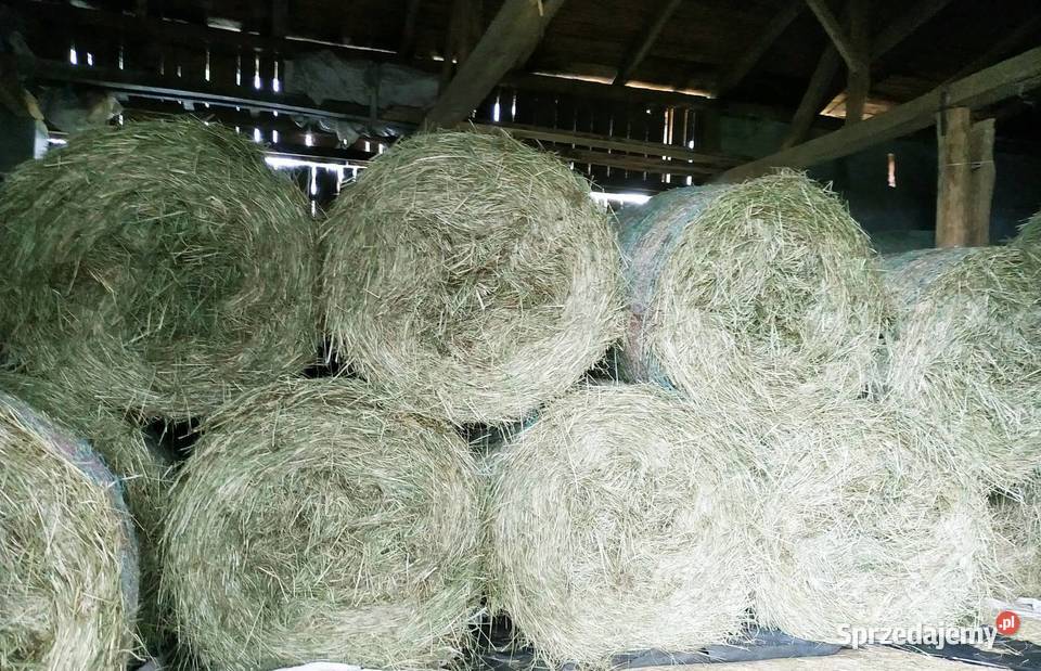 OKAZJA Ostatnie Bele Siana w Promocyjnej Balot wielkopolskie