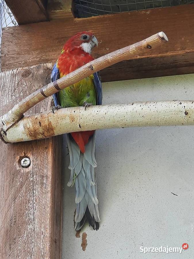 Rozella białolica rozelle białolice samica sprzedam