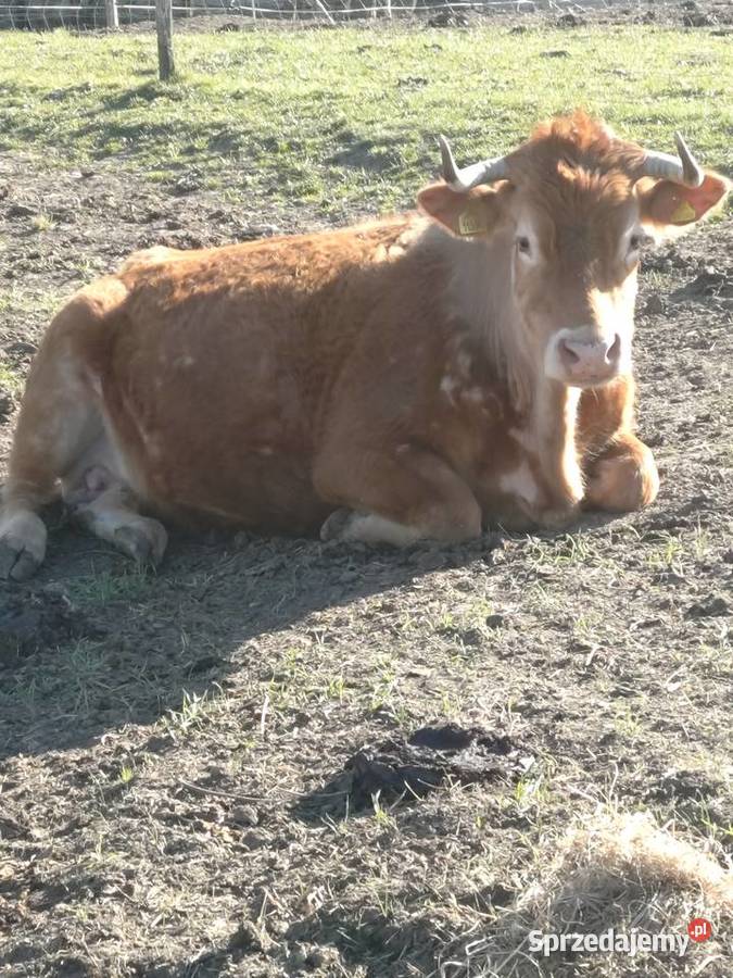 Sprzedam byczka limousine