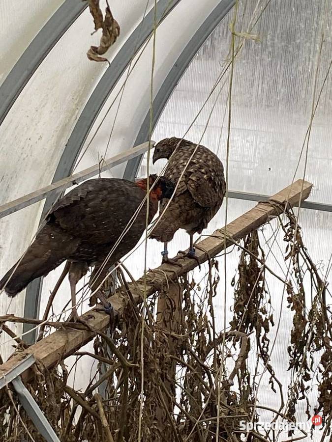 Tragopan satyr samica Tomczyn