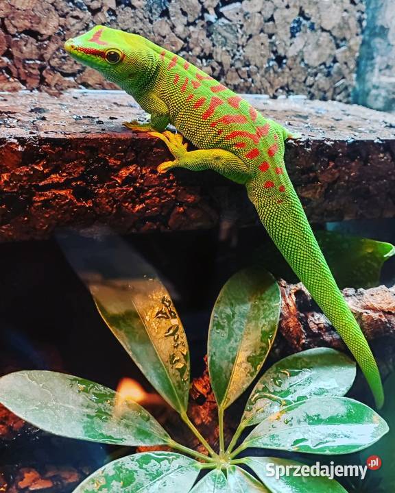 Felesumy Madagaskarskie mazowieckie Radom