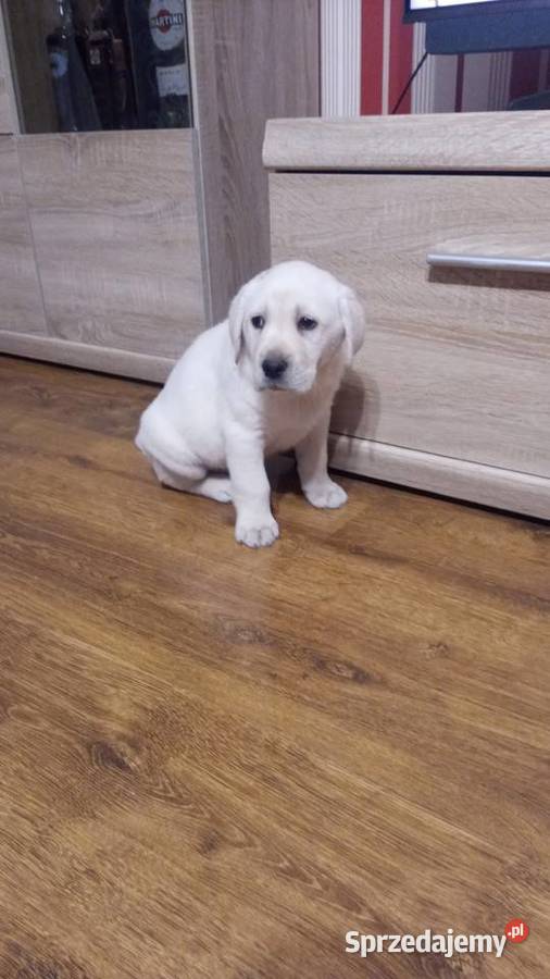 Pieski Labradory Retriever Biszkoptowe