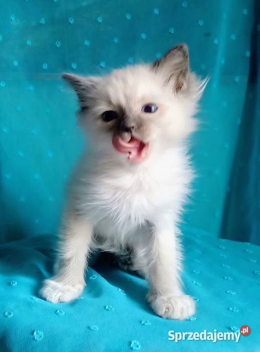 Cudowny kocurek Ragdoll z rodowodem i wyprawką Łódź