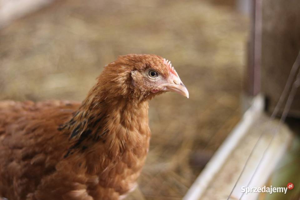Kury nioski młode min Rosa Greenshell Darkshell śląskie Łaziska sprzedam