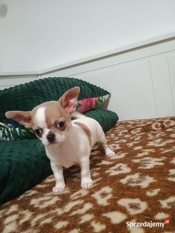 Chihuahua malutki przytulasek chip rodowód Kleszczów